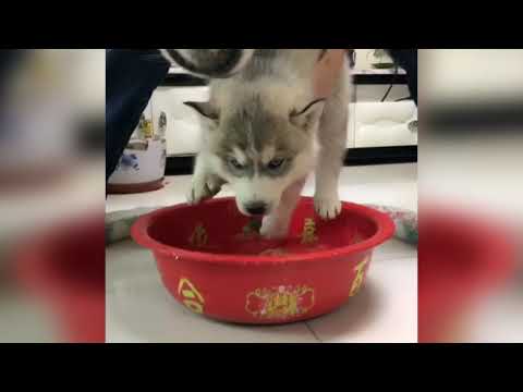 This is a funny video 2018-01