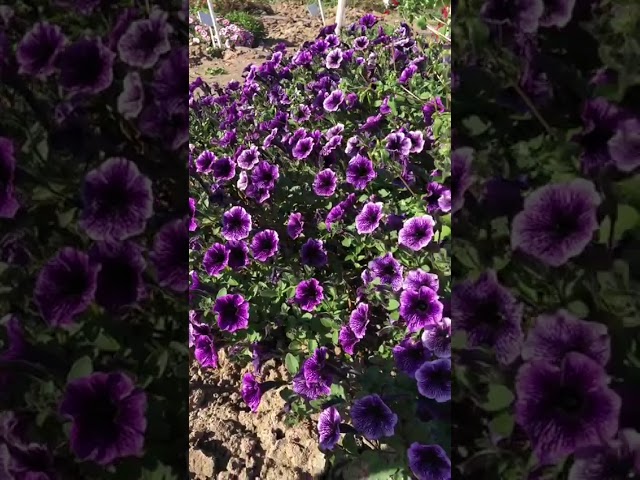 Стандарт поставки видео №1 Петуния Литлтуния Блу Вайн