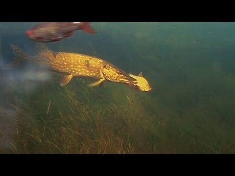Štika nesežere nastraženého perlína