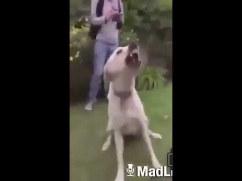 Perro agresivo muerde al encantador de perros