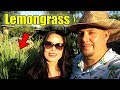 Plant Profile | Growing Lemongrass | All You Need To Know!