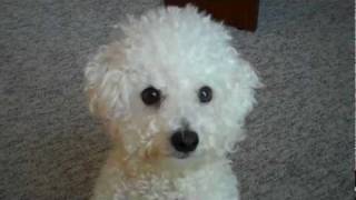 Cute Bichon