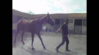 Download lagu HORSES TRAINING NICOSIA RACE CLUB CYPRUS 2022 mp3 Download lagu HORSES TRAINING NICOSIA RACE CLUB CYPRUS 2022 mp3