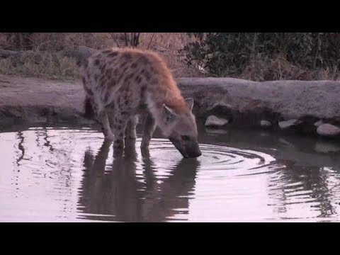 Djuma: Lone Hyena come for a drink - 05:44 - 09/11/18