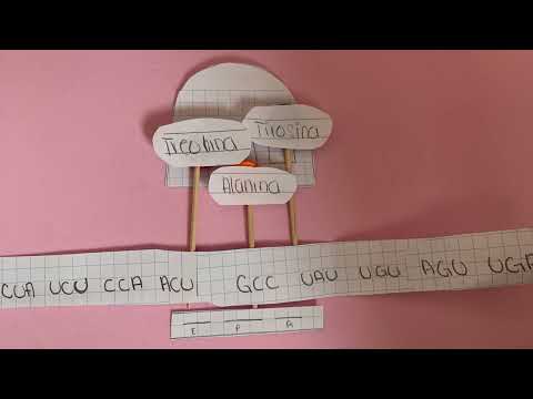 Traducción Procariota