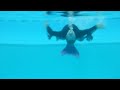 Bellevue Spooky Bat Swim