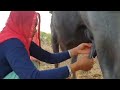 Indian Village Women ️ Milking Buffalo Youtubeshorts