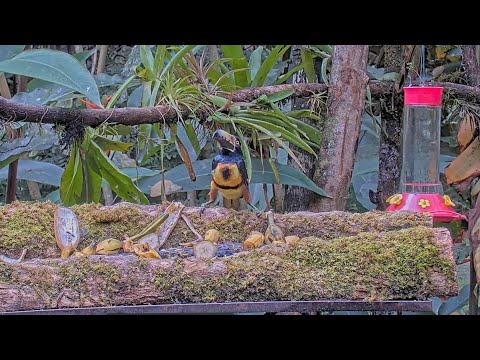 Collared Aracari Enjoys Meal For One At Panama Fruit Feeder – Sept. 21, 2024