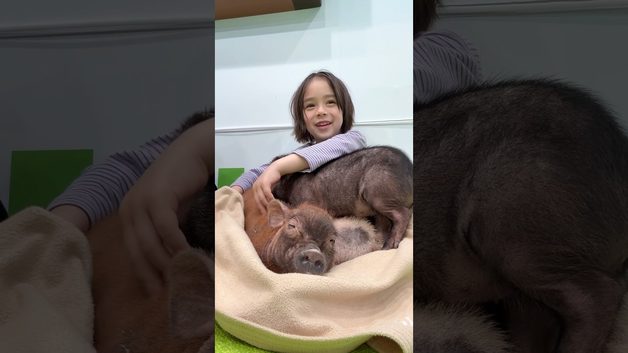 原宿での撮影のあと、ミニピッグカフェで癒しタイム🐷💕#キッズモデル #原宿おでかけ #ミニピッグカフェ #癒し時間 #cute #minipig