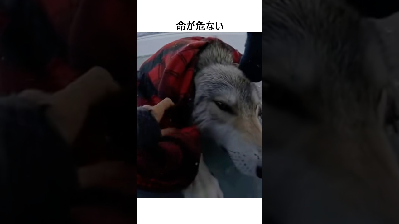 凍った湖に転落した狼を助けたが！#shorts #wolf #respect #rescue #狼#救助#ai