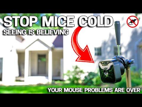 EASY WAY to Get Rid of Mice in Your House FOREVER - No More Mousetraps!