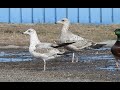Ring Billed Gulls And One Herring Gull