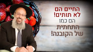 חיים קלים או חיים טובים | הקושי שלא נעלם | אל תחפש נוחות - תחפש הכנעה ᴴᴰ (הרב שי עטרי) - התמונה מוצגת ישירות מתוך אתר האינטרנט יוטיוב. זכויות היוצרים בתמונה שייכות ליוצרה. קישור קרדיט למקור התוכן נמצא בתוך דף הסרטון
