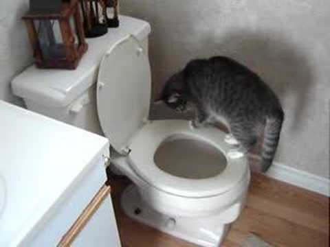 Cat Flushes the Toilet. Watch it!