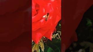 Red Roses &amp; Tiny Bee: Ultimate Relaxing Bloom Therapy ASMR 🌹🐝✨