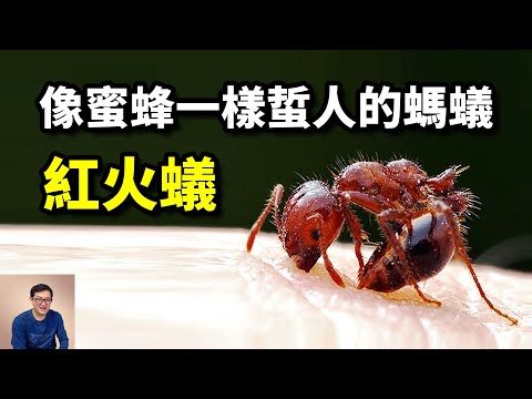 火蟻