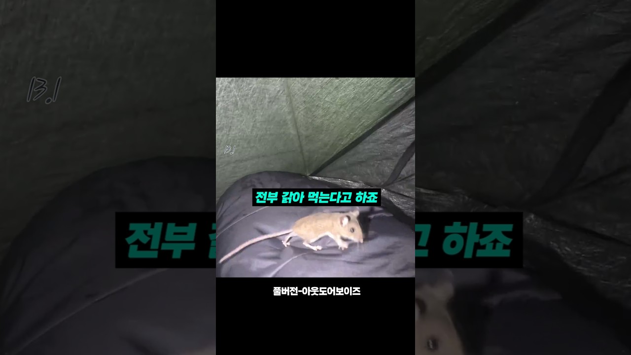 캠핑장에서 조심해야 할 동물과 대처법