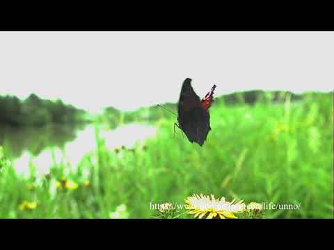 キベリタテハとクジャクチョウ Mourning cloak & Peacock butterfly in flight
