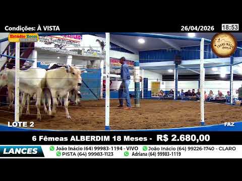TransInacio leilão - Morrinhos - Go - REPLAY 26 ABRIL 2026