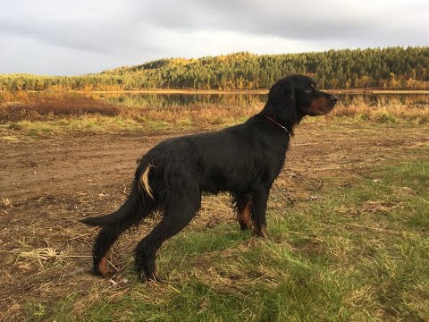 Alinatur pet food: presentazione azienda