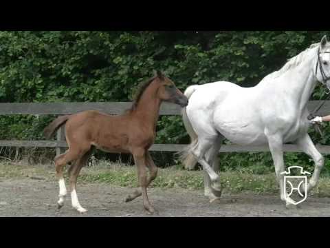 SL082 Stutfohlen von Comme il Faut - Concept - Calido I