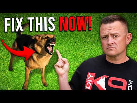 What ACTUALLY Makes Dogs AGGRESSIVE & REACTIVE?