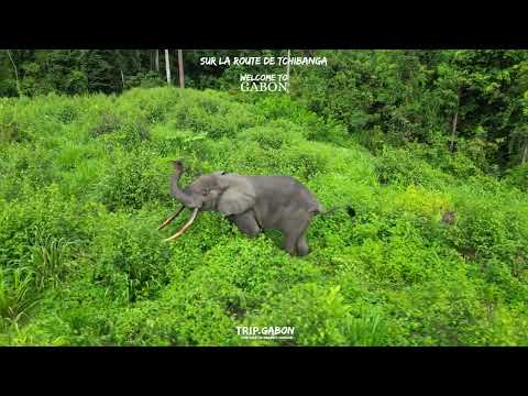 Rencontre Inattendue sur la Route de Tchibanga : Quand les Éléphants Croisent notre Chemin !
