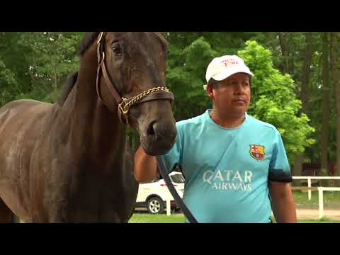 Contenders in the 2017 Travers Stakes