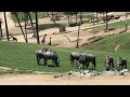 Wildebeests At The San Diego Zoo Safari Park