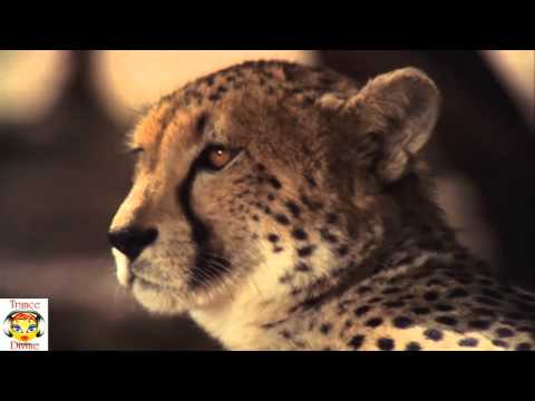 John Waver- Athene (Original Mix) [Trance All-Stars Promo] Video Edit