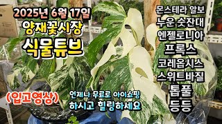 양재꽃시장 식물튜브 25년 6월 17일 입고영상 시청 하시면서 힐링타임 되세요~~  #양재꽃시장 #식물튜브 …