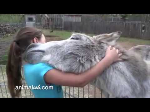 download lagu mp3 mp4 Donkey And Ladies, download lagu Donkey And Ladies gratis, unduh video klip Donkey And Ladies