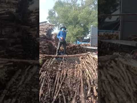 Vựa cừ tràm Dũng Đông - Chuyên cung cấp cừ tràm - 0909 866 929