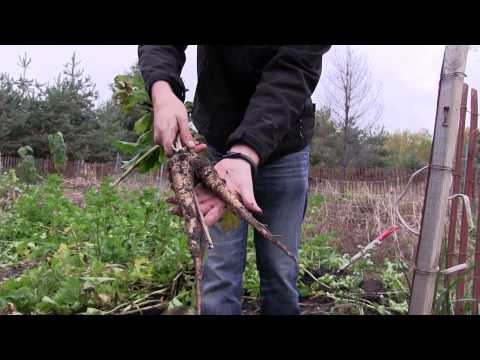 , title : 'HUGE Organic Parsnip Harvest 75 Pounds! | MIgardener'