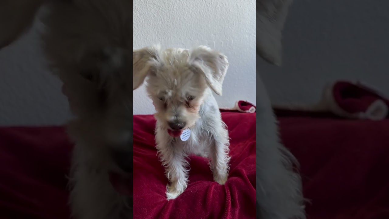 Enlarge Tali, a ADOPTABLE mixed breed in Santa Monica, CA video 6/6