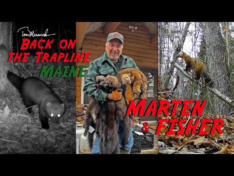 Tom Miranda / Back on the Trapline for Maine Marten & Fisher