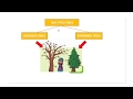 DECIDUOUS EVERGREEN TREES