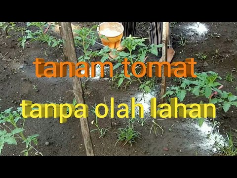 , title : 'menanam tomat tanpa olah tanah'