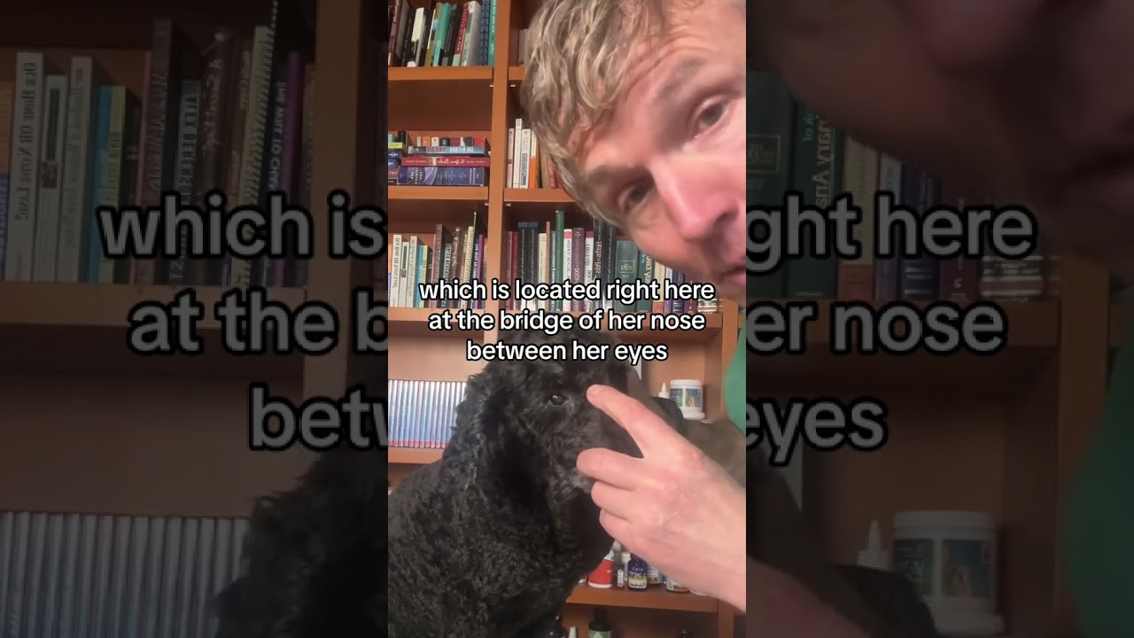 Help your dog with Anxiety: Veterinary Pressure Point that works fast!