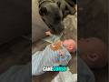 This Dog Is A Powerhouse Of Muscle And Loyalty ️ Shortsfeed