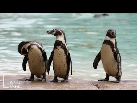 Penguin Eyebrows