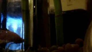 Budgie-Hot as a Dockers Armpit/Betta Pugnax fish