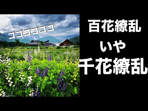 園芸 インディゴルピナス、Baptisia australis