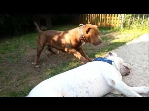 Franzi 25 weeks / 5 1/2 month  und  Bully 4 Years