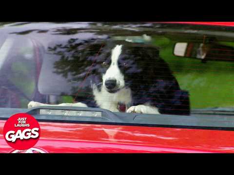 Pranks That Make NO SENSE! | Just For Laughs Gags