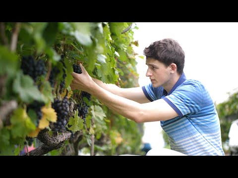 【観光紹介】越後ワイナリー 新潟県南魚沼市