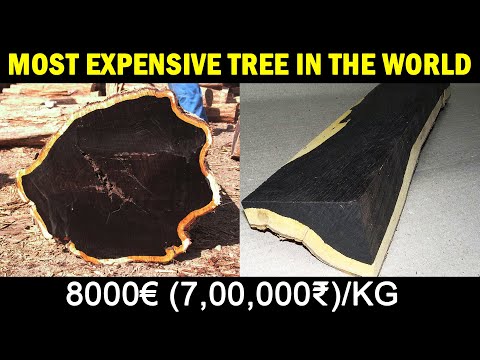 Most EXPENSIVE TREE in the WORLD | African Black wood