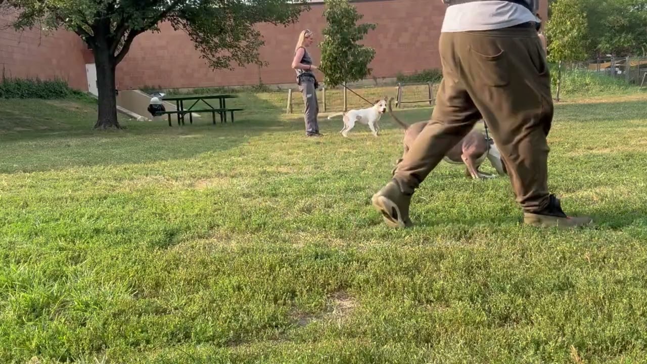 Lady video preview