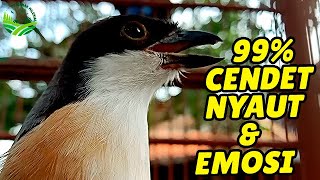 Download lagu CENDET STRESS PUN AKAN NYAUT APALAGI MASTERAN CENDET PASTI BAKAL NARUNG NGEPLONG NGEROLL DIJAMIN mp3