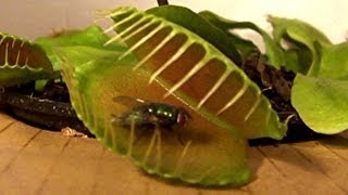 Venus Fly Trap vs Flies (did they died?) (Venus Flytrap plant)